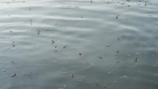 Mayflies Cola Larga Nadando Río Tisza — Vídeo de stock