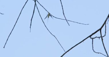 Uzun kuyruklu mayıs sineği bir ağaç dalında