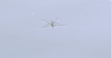 Su yürüyücüsü bir gölün yüzeyinde yüzer.