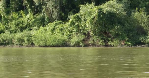 Moscas Índia Cauda Longa Que Nadam Rio Tisza — Vídeo de Stock