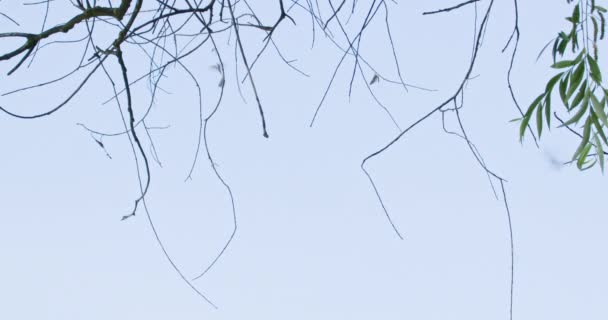 木の枝の上に立っている長尾のメイホウは 周りを飛び回ります — ストック動画
