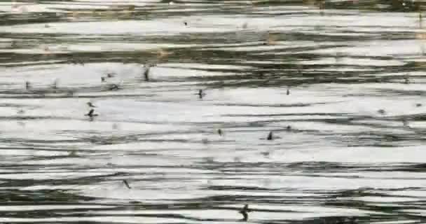 Dlouhoocasé Jepice Plavající Řece Tisze — Stock video