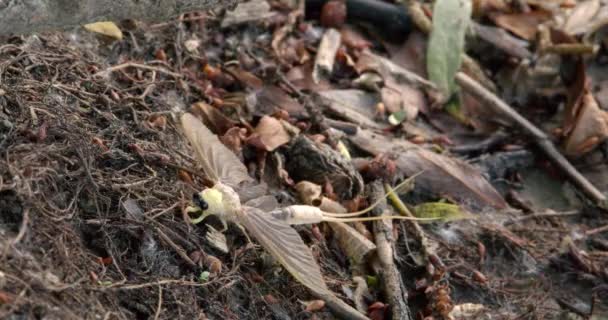 长尾果蝇在树叶和枝条覆盖的地面上的遮挡 — 图库视频影像