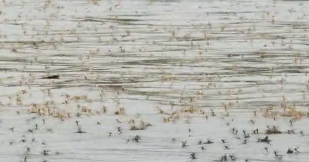 ティッツァ川で泳ぐ長尾のメイフライ — ストック動画