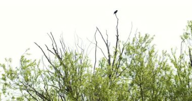 # Ağacın tepesinde duran sığırcık #