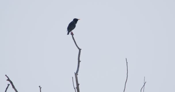 Common Starling Standing Top Tree — Stock Video