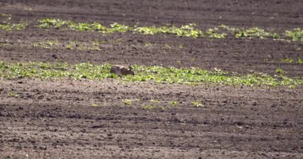 Lapin Sauvage Manger Des Plantes Vertes Dans Champ Vide Sauter — Video