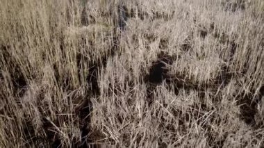 Nehir ve sazlıkların havadan görünüşü