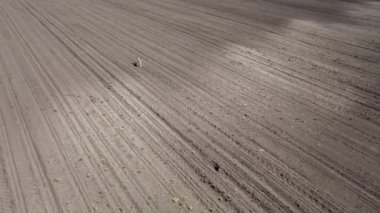 Vahşi tavşan boş tarlalarda koşuyor.