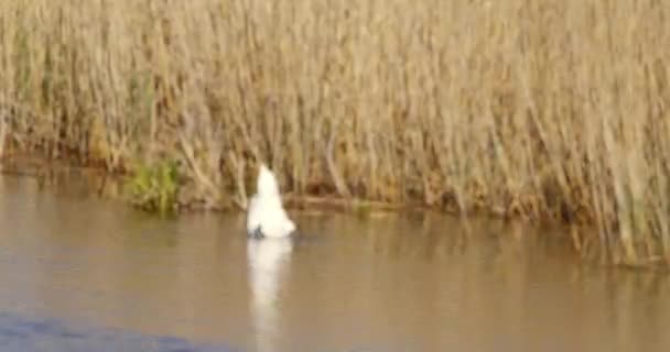 Cisne Blanco Hundiendo Cabeza Estanque — Vídeos de Stock