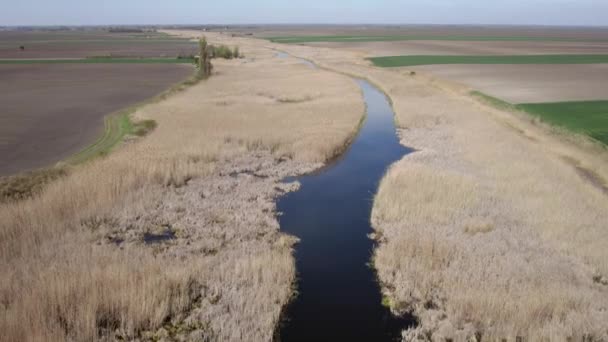 Aerial View River Reeds — Stock Video