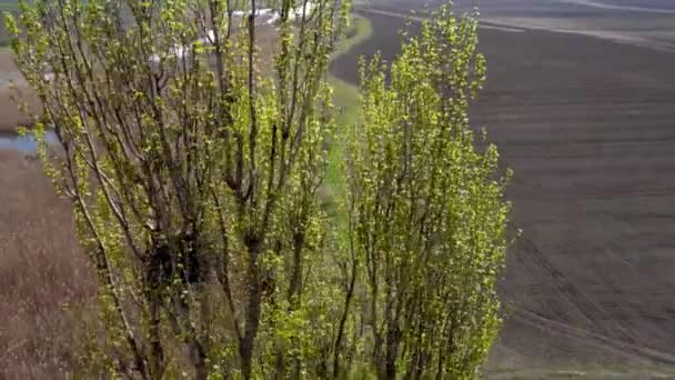 Nehrin Ağaç Tepecikleri Sazlıklar Tarlalar Arasında Hava Manzarası — Stok video