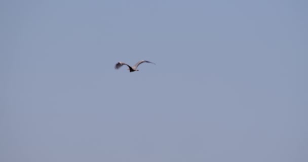Oiseau Volant Dans Ciel — Video