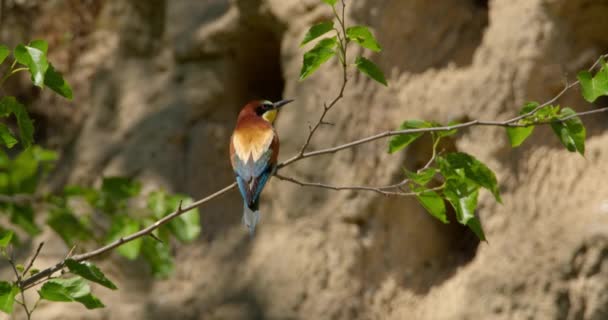 Güzel Avrupa Arı Yiyici Kuşu Yaz Zamanı Vuruşu — Stok video