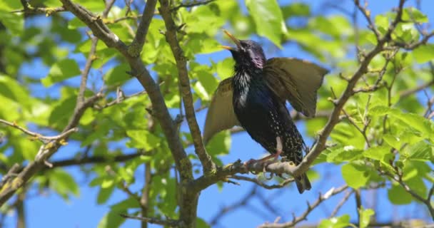 Güneşli Bir Yaz Gününde Ağaçların Tepesinde Öten Güzel Kuş Sığırcık — Stok video