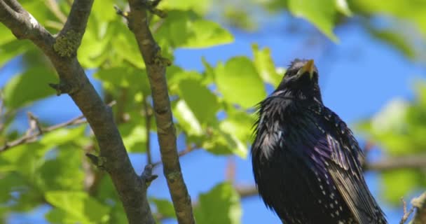 Pássaro Cantando Bonito Starling Comum Dossel Árvore Dia Ensolarado Brilhante — Vídeo de Stock