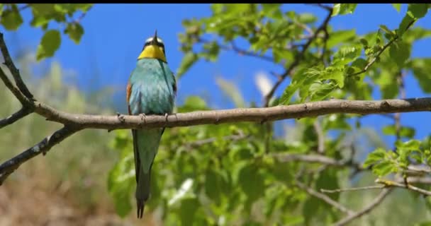 Hermoso Pájaro Come Abejas Europeo Tiro Hora Verano — Vídeo de stock