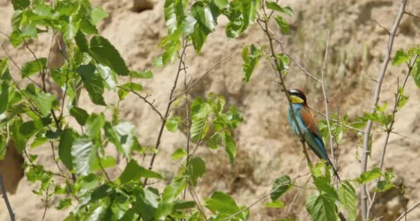 Bahar Zamanı Ağaçların Tepesinde Dikilen Arı Yiyen Kuşlar — Stok video