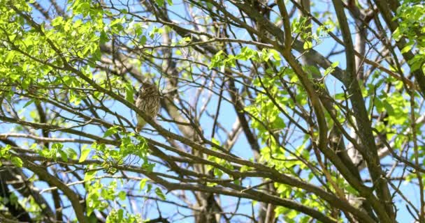在阳光灿烂的春天 树冠上的欧洲小猫头鹰 — 图库视频影像