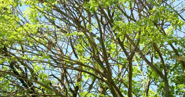 在阳光灿烂的春天 树冠上的欧洲小猫头鹰 — 图库视频影像