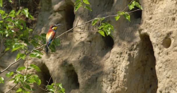 Arı Yiyen Kuşlar Ağaçların Tepesinde Duruyorlar Bahar Zamanı — Stok video