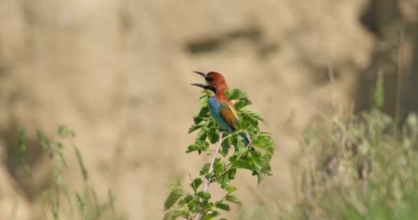 Two Bee Eater Birds Tree Branch Front Colony Nests — Stock Video
