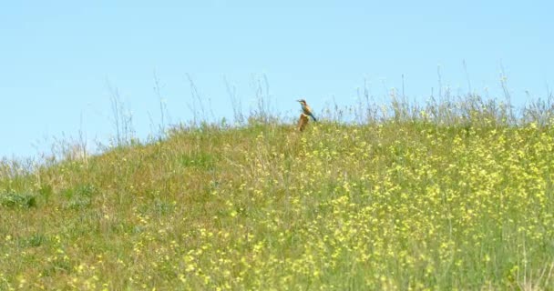 野生の花でいっぱいの牧草地の真ん中に木製の棒を作った男の上に立っているビーイーター鳥 — ストック動画