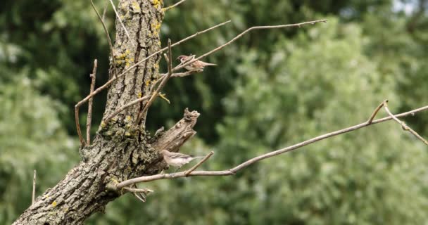 Dva Vrabci Stojící Větvích Stromů — Stock video