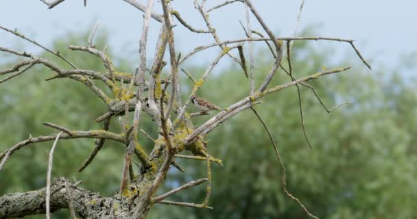 Vrabec Stojící Větvi Stromu — Stock video