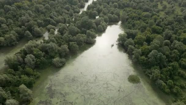 Ormandaki Nehrin Havadan Görünüşü Yaz Manzarası Drone Görünümü — Stok video
