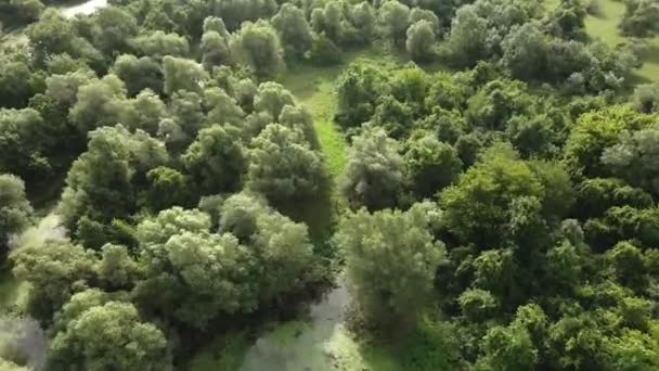 Vue Aérienne Rivière Dans Forêt Été — Video