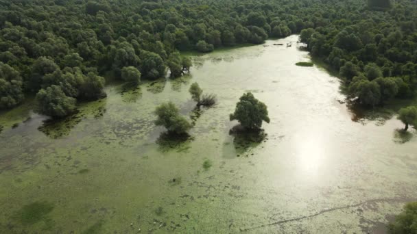 Vista Aérea Floresta Inundada — Vídeo de Stock