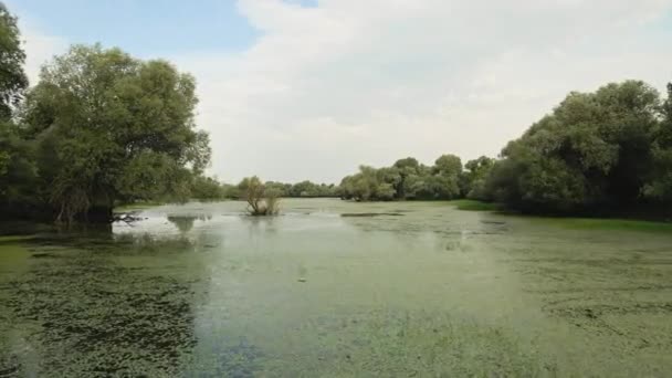 Vue Rivière Sur Les Rives Forêt — Video