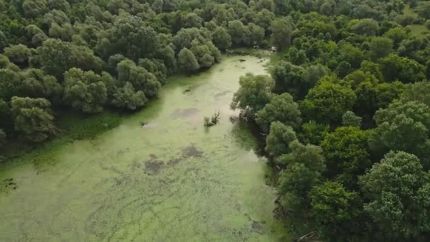 Vanuit Lucht Uitzicht Een Moeras Met Kleine Groene Bomen Meertjes — Stockvideo