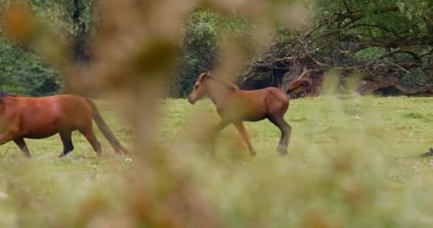 Belo Tiro Uma Manada Cavalos Caminhando Pelo Pasto — Vídeo de Stock