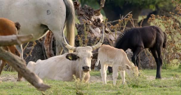 Grandi Mucche Bianche Pascolo Sul Campo Mucche Cavalli Insieme — Video Stock