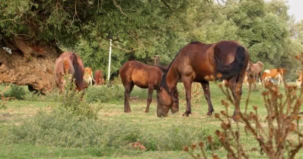 Kudde Paarden Grazend Het Weiland — Stockvideo
