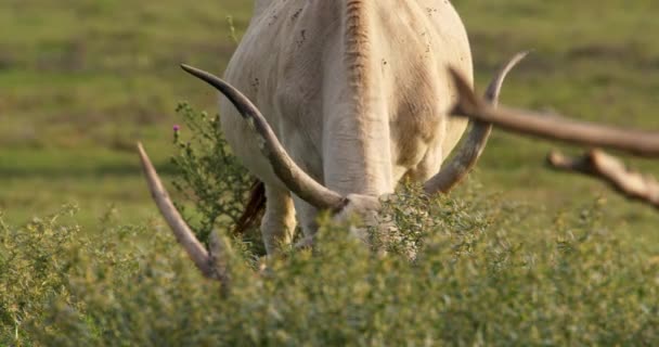 Корова Великими Рогами Пасуться Лузі — стокове відео