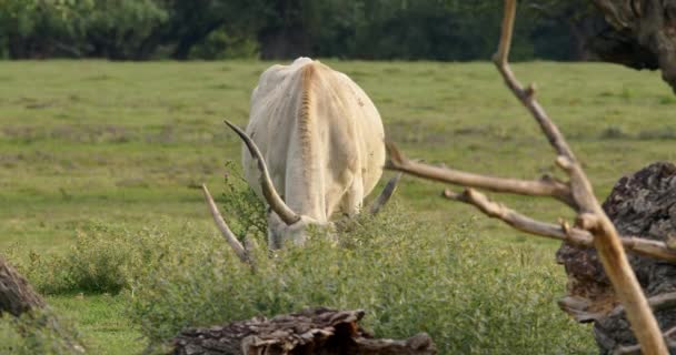 牧草地に放牧する大きな角を持つ牛 — ストック動画