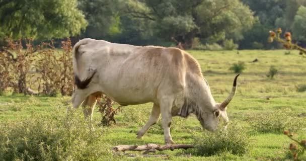 Vaca Branca Pastando Campo Verde — Vídeo de Stock