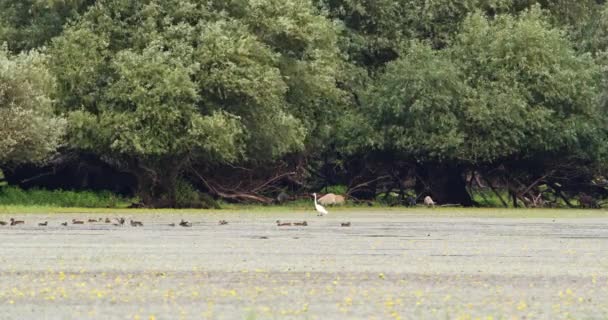 湖の上のマラードアヒルの群れ 湖岸の白いヘモンと豚 — ストック動画