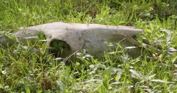 老牛的头骨躺在草地上 — 图库视频影像