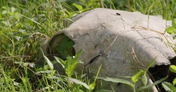 草に横たわっている古い牛の頭蓋骨 — ストック動画