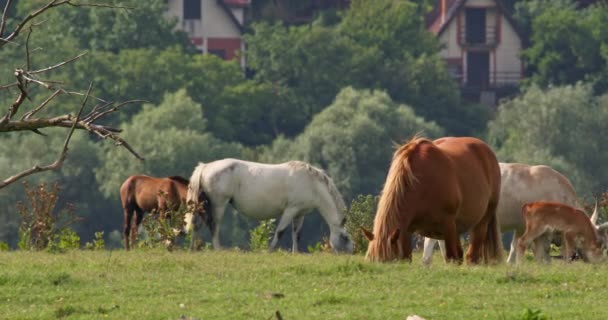 Inek Çayır Otlayan Atlar — Stok video