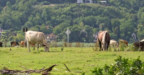 Kühe Weiden Auf Einem Feld — Stockvideo