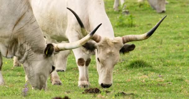 Witte Koeien Grazen Groene Weide — Stockvideo
