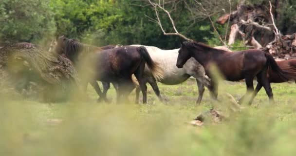 Paardenherder Wei — Stockvideo