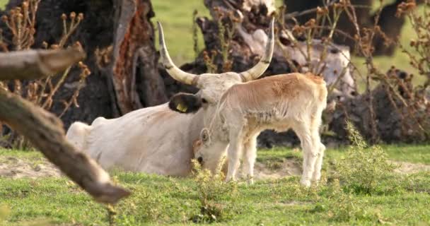 Eine Kuh Und Ihr Baby Auf Der Weide — Stockvideo