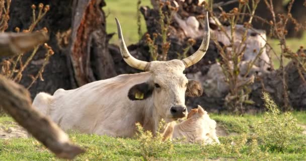 une vache et son bébé dans la prairie