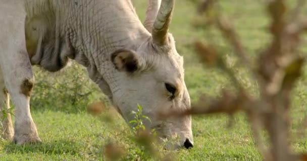Tarlada Otlayan Beyaz Ineğin Yakın Çekimi — Stok video